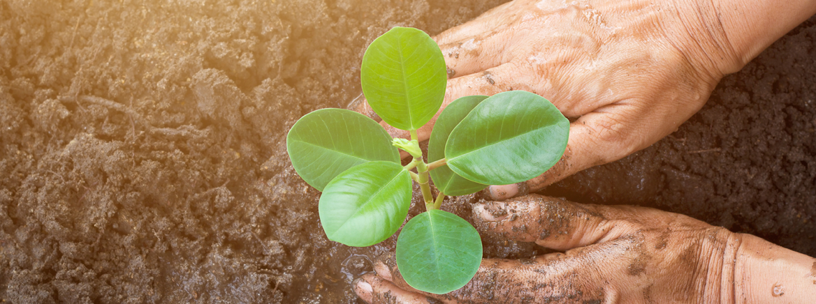 Two hands planting a small plant in fresh soil.